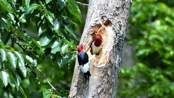Two red-headed woodpeckers at center of the frame perched on a dead tree, surrounded by green leaves in a forest.
